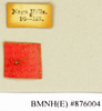 CollectionObject 1573000; e6a5ca9e-6347-4f8b-90a3-05dcd31ad867: Copyright Natural History Museum, London. Labels from non-type (adult female) in BM(NH). (CollectionObject).