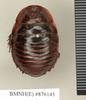CollectionObject 1572890; 8aa4274f-72f7-4e5c-88cd-6e413d4da01d: Copyright Natural History Museum, London. Non-type (adult male) in BM(NH). Dorsal view. (CollectionObject).