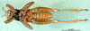 CollectionObject 1502040; 25ede047-fe8d-4878-8bcb-cb4fc091378b: male, ventral view (lectotype). (CollectionObject).