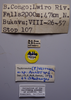 CollectionObject 1597976; d31186bf-6a71-436b-8c1c-7fe01f5f4848: male, labels (allotype). (CollectionObject).