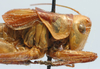 CollectionObject 1520615; d4a0c3fa-29df-4746-a5d1-9b0f0c2f3c24: male pronotum, lateral view (paratype of Pholidoptera caucasicus). (CollectionObject).