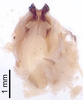 CollectionObject 1522765; dcb6ed4f-2c59-46d1-a472-dc9394a883e7: Male genitalia, ventral view (holotype). (CollectionObject).