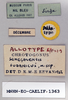 CollectionObject 1572737; f85b4886-a1b5-45f7-b392-0432080403d6: labels (allotype). (CollectionObject).