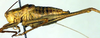 CollectionObject 1502235; 4a06850b-6de6-4898-89fd-e0cc0ddd6eb6: male (paratype of Poecilimon albanicus). (CollectionObject).