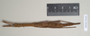 CollectionObject 1560285; c42665e7-922a-4a4e-bc70-12928f7e520e: copyright Natural History Museum, London. female (syntype). (CollectionObject).;CollectionObject 1560286; 3e34dd6f-f719-45b4-b973-e3a6199c4aaf: copyright Natural History Museum, London. female (syntype). (CollectionObject).
