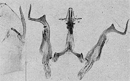Pygofer lobe, aedeagus, connective, and styli Depicts Other, an Observation.
