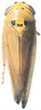 Habitus, dorsal view on Athysanopsis salicis Matsumura, 1905: Habitus, dorsal view. (Observation).