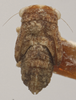 Nymph: !! display not done !! on Agalliopsis (Agalliopsis) novella (Say, 1831): Dorsal - nymph. (Observation).