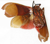 Habitus ventral view: !! display not done !! on Scamandra moorei Lallemand, 1939: (Observation).