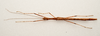 CollectionObject 1934838; 0c2d51a9-a26a-4db0-8a21-8b12e8b8f582: male, dorsal view (holotype). Francis Seow-Choen's photos, copyright MZB. (CollectionObject).