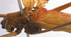 male stridulatory apparatus (holotype). Depicts CollectionObject 1517414; 12424212-d4f1-4e02-8e17-da6479b95fdf, a CollectionObject.