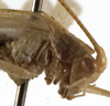 CollectionObject 1529690; 0ed2cdb2-fefe-491d-9145-58e63dfeda68: female pronotum, lateral view (holotype). (CollectionObject).