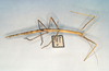 CollectionObject 1562461; d863a6f6-8e6a-4383-b894-7e6f2ed56095: copyright O. Zompro. female of synonym Bacteria cacica (lectotype). (CollectionObject).