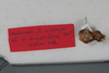 CollectionObject 1505827; 5e71975e-4ca4-4de7-8ba1-4b47be8d796c: Male, abdomen (syntype). (CollectionObject).
