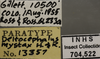 Other on Deltocephalus mystax Hamilton & Ross, 1975: Labels. (Observation).