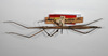 CollectionObject 1561708; 1c3ed0ed-cdf8-4efe-a70f-290a89bda79e: copyright ZMHB, Berlin. female, lateral view of synonym Cuniculina modesta (syntype). (CollectionObject).;CollectionObject 1561709; 4b7fbcf6-7e07-429b-a616-3faa3462638f: copyright ZMHB, Berlin. female, lateral view of synonym Cuniculina modesta (syntype). (CollectionObject).