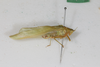CollectionObject 1505680; df0675dc-4ce9-4dab-9c22-3278b448f2d5: male, lateral view (syntype). (CollectionObject).