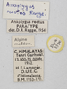 CollectionObject 1588509; f8176bfe-aba6-49a5-abea-cdc4fdff38d9: labels (paratype). (CollectionObject).