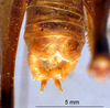 CollectionObject 1516149; d73704c3-82b5-452d-b040-c561cec6498f: male cerci (holotype). (CollectionObject).