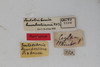 CollectionObject 1505779; 2e722b87-76fa-4eec-b0b5-93d18de00917: female, labels (syntype). (CollectionObject).