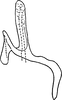 Aedeagus, lateral view: Aedeagus, lateral view. (Observation).