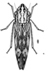 Habitus, dorsal view: !! display not done !! on Ehagua dubiosa (Dozier, 1931): (Observation).