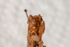 CollectionObject 2602149; 6e785ce8-fb19-4286-810b-6c8663f79f3b: female, anterior view (paratype). (CollectionObject).
