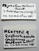 Aularches miliaris miliaris (Linnaeus, 1758): labels (neotype of Gryllus conspersus). (Otu).