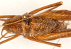 CollectionObject 1499609; 95544f41-09bc-4ee8-84a4-02e6e41b8354: male, dorsal view (holotype). (CollectionObject).