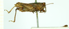 male, lateral view (syntype). Depicts CollectionObject 1586201; 5677ec4d-ae61-47f8-b17d-16964e298dce, a CollectionObject.