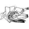 Ovipositor on Eurhadina (Eurhadina) fujiana Yang & Li, 1991: Ovipositor. (Observation).