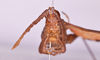 CollectionObject 1572196; 09d45213-1fcf-4e5d-8733-0ca4dbc64163: female, frons (holotype). (CollectionObject).
