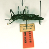CollectionObject 1559942; f2b900d6-0fbc-4146-9f7f-562c9a7b419a: copyright RMNH, Leiden. female of Phasma (Anisomorpha) unicolor (holotype). (CollectionObject).