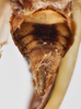 Male genital complex ventral on Thionia rubrocostata (Spinola, 1839): (Observation).