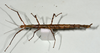 CollectionObject 1556965; fa263be2-d136-4231-9497-c51871243eff: copyright MONZ, New Zealand. female of synonym Acanthoxyla speciosa (holotype). (CollectionObject).