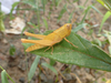 FieldOccurrence 366; 225c3231-1c8c-49c0-9048-b7446c2f1cfa; Tanzania
Zaraninge forest reserve Saadani Nationalpark, 2023/07/18: nymph, lateral view. (FieldOccurrence).
