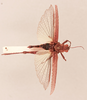 CollectionObject 1518539; 28393a2b-f987-45a9-97ee-e3c772c40ebc, NHMUK015982292: male, dorsal view (holotype of Ommexecha gracilis). (CollectionObject).