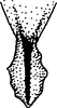 Anal tube processes on Commellus cedilla Hamilton, 1995: Anal tube process. (Observation).