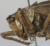 CollectionObject 1541894; a90a007c-aa4d-46ba-a58e-96ddc5f43785: female head and pronotum, lateral view (syntype). (CollectionObject).