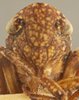Head on Carsonus irroratus (Ball, 1902): Head/Face. (Observation).