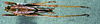 CollectionObject 1503227; 751d101e-5ddc-4878-9fb5-2d07cf13e1c2: male habitus dorsal view. (CollectionObject).