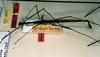CollectionObject 1558396; 038de275-cf01-4456-b82c-456dde28bd20: copyright RBINS Brussels. male, lateral view of synonym Diardia relicta (paralectotype). (CollectionObject).;CollectionObject 1558397; 221181df-d58f-4662-8117-b2076704d351: copyright RBINS Brussels. male, lateral view of synonym Diardia relicta (paralectotype). (CollectionObject).