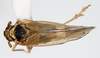 Habitus, dorsal view: !! display not done !! on Javesella (Javesella) pellucida (Fabricius, 1794): (Observation).