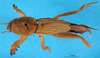 CollectionObject 1575895; 28dfd54c-367b-41f7-9bf8-424c4d6e36f4: female, dorsal view (paralectotype). (CollectionObject).