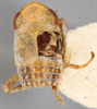 Habitus, dorsal view on Diacra majuscula Emeljanov, 1961: holotype. (Observation).