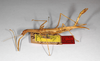 CollectionObject 1562160; 496a5fa6-953e-49f3-a61e-902482882a8a: copyright ZMHB, Berlin. female, lateral view (holotype). (CollectionObject).