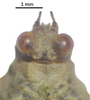 CollectionObject 1591401; d0491063-a29d-4616-b28c-09b3cb1e26e9: female, head in dorsal view (holotype). (CollectionObject).