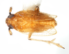 Habitus, dorsal view: !! display not done !! on Isodelphax basivitta (Van Duzee, 1909): (Observation).