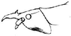 Episattus marmoratus Brongniart, 1897: head, lateral view. (Otu).