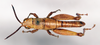 CollectionObject 1578578; be4dc4c2-a8d2-45ed-bc79-70358ef12099: male, dorsal view (paratype). (CollectionObject).